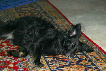 Perry_Ohr1