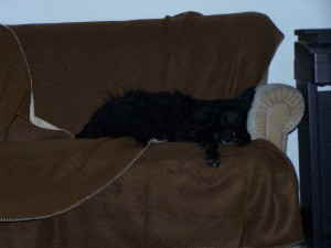 Perry_Sessel Perry_Sessel