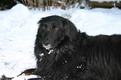 Perry_im_Schnee_liegend