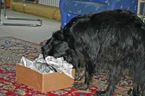 Perry_mit_dem_Kopf_im_Karton