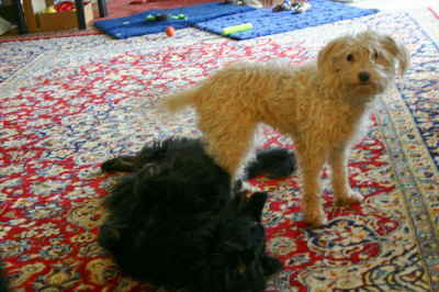 Perry_und_Maja