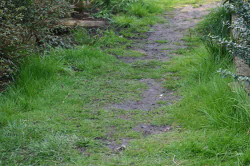 Rasen