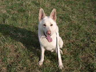 Ringo_00503 Ringo_00503
