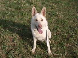 Ringo_00505