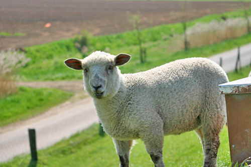 Schaf5