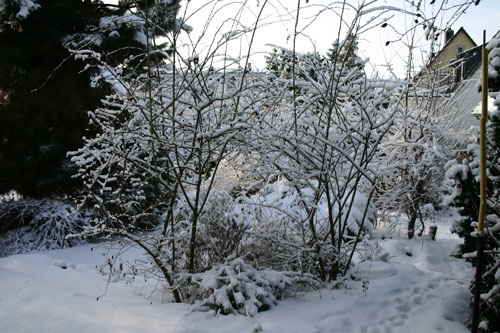 Schnee2010b Schnee2010b