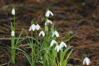 Schneegl�ckchen_klein