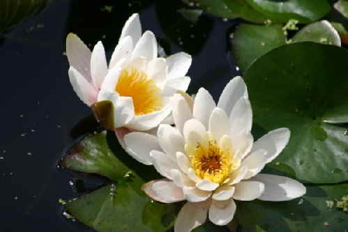 Seerose