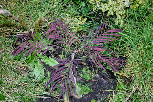 Seidenakazie