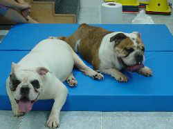 bullys