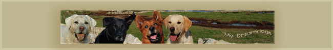 dreamdogs-trio