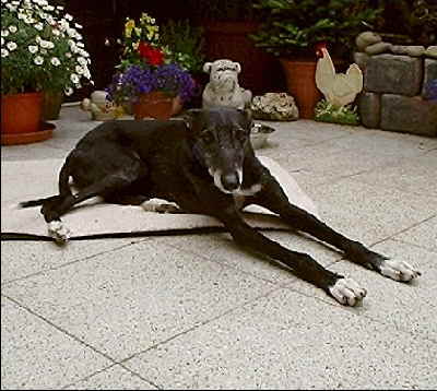 estrella03