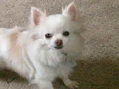 idefix