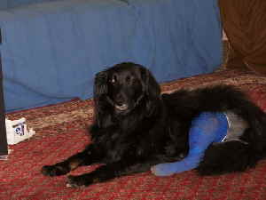 perry_blaustrumpf perry_blaustrumpf