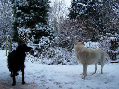 schnee1 schnee1