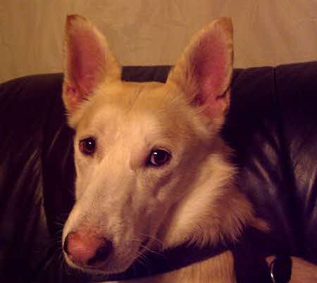 caspas1302 caspas1302