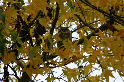 waldohreule_klein waldohreule_klein