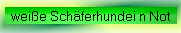 weiße Schäferhundei n Not