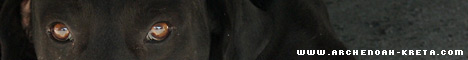 banner banner
