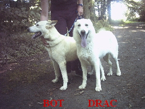 drac_bot_103 drac_bot_103