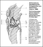 kniegelenk20detailbg3.th.gif